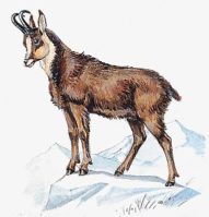 Le chamois des Pyrénées