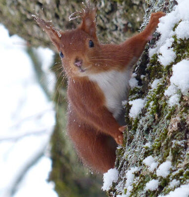 2013-01-17 Le courtaou d'empièye 179