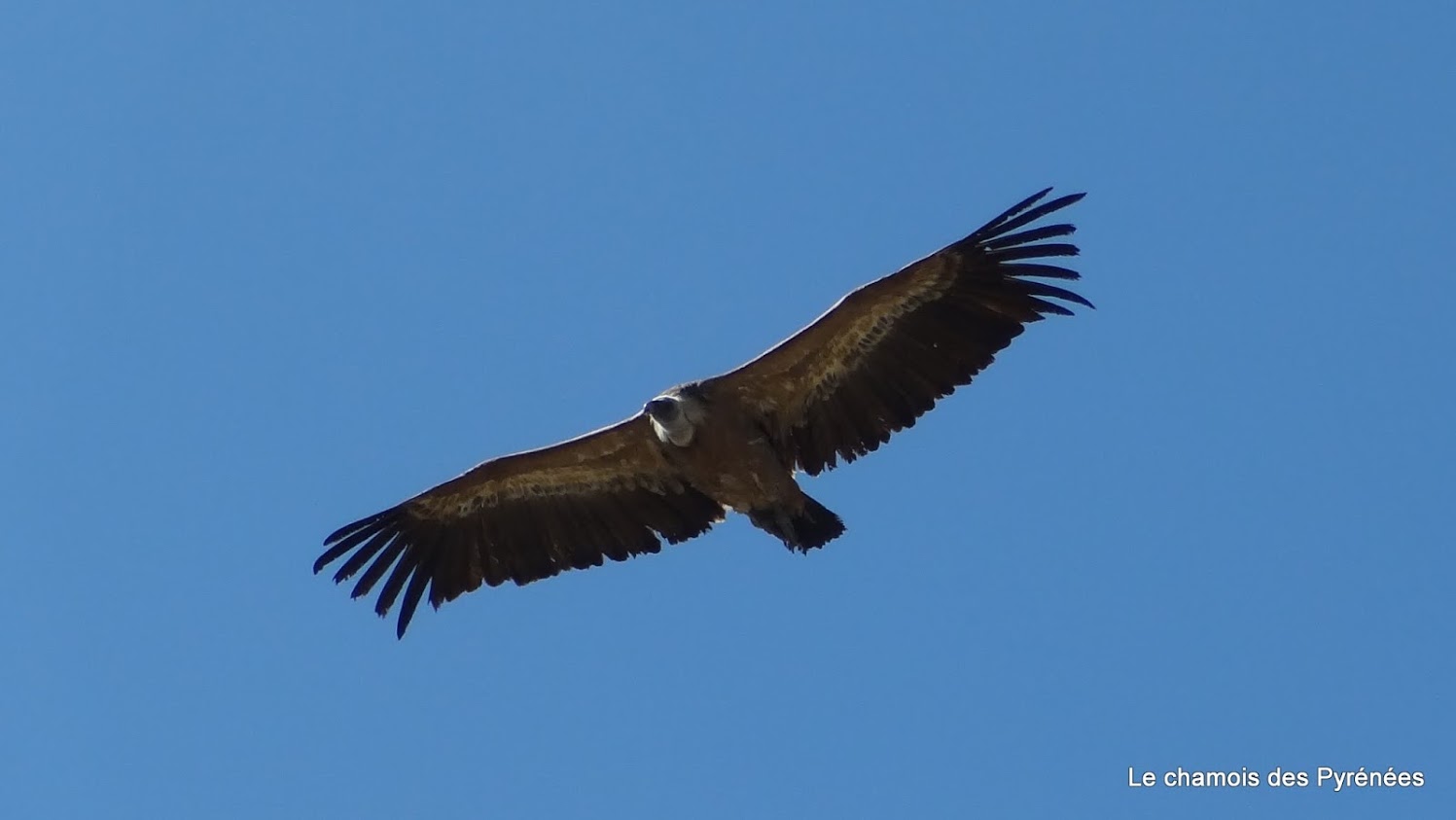 Vautour fauve